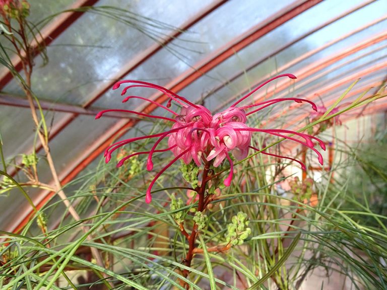 Mediterranean Plants