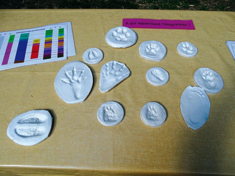 SUR LES TRACES DES ANIMAUX