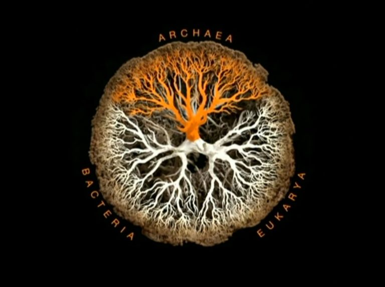 LA BIODIVERSITÉ PAR-DELÀ NATURE ET CULTURE