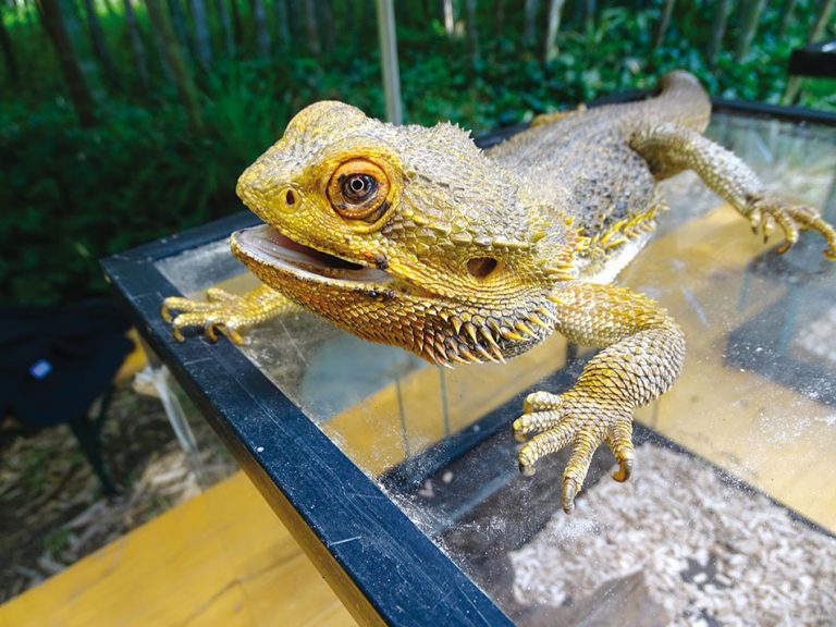ATELIER DE LA BIODIVERSITÉ ANIMALE