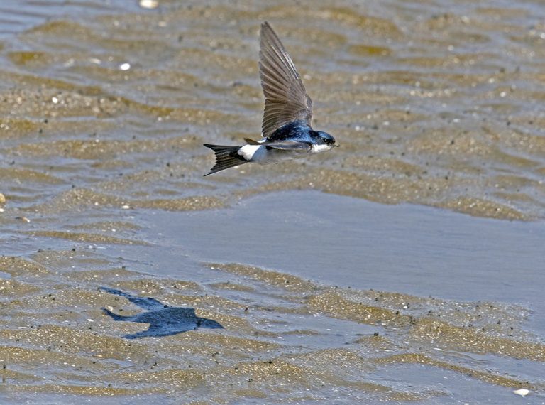 LES HIRONDELLES DANS LE GARD