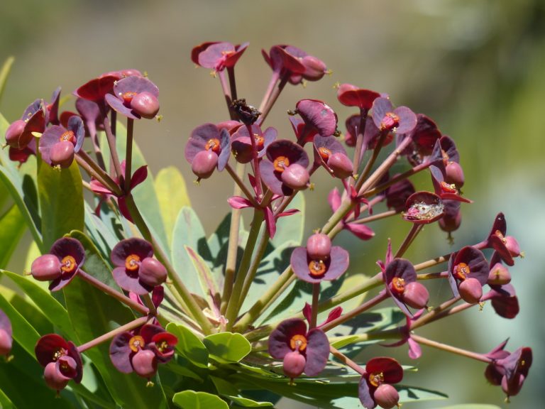 Exposition Euphorbe Serre Mazel