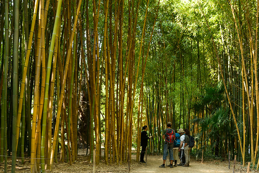 <p>Pour profiter pleinement de votre visite, utilisez les bornes audios guides* dans 6 langues au choix et appréciez entièrement votre parcours.</p>
<p>Pour les plus curieux, accordez-vous une visite guidée* afin de découvrir les mystères cachés qu’offre cette nature.</p>
<p>* Visites guidées et audios guides comprises dans le prix du billet</p>
