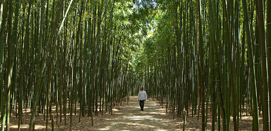 <p>Le bambou peut parfois être géant ! Immergez-vous dans des bambous pouvant atteindre jusqu’à 25 mètres de hauteur.</p>
<p>Cette herbe exceptionnelle aux multiples et infinis usages, est aussi une richesse pour notre planète car, comme toutes les plantes, le bambou absorbe du Co2 et rejette de l’oxygène, faisant de cette plante la championne des fixateurs de gaz à effet de serre.</p>
