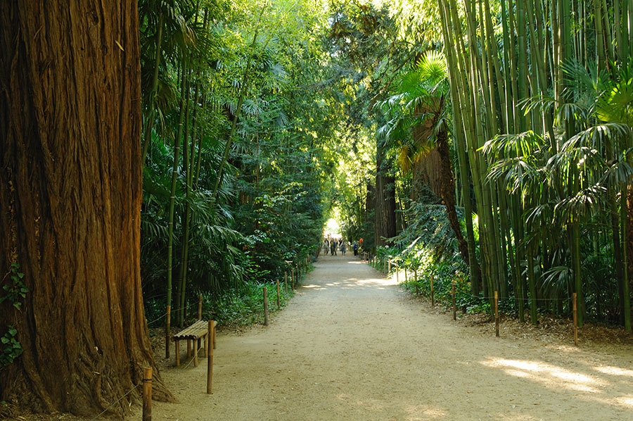 <p>Bienvenue dans l’immensité ! Découvrez cette magnifique allée des Séquoias qui s’offre à vous dès l’entrée du parc.</p>
<p>Entourés d’arbres de plusieurs dizaines de mètres et de bambous, petits et grands plongent en un instant au pays des merveilles.</p>
<p>Laissez-vous surprendre par la démesure de ces espèces atteignant plus de 40 mètres de haut, pour le plus grand de nos sequoias du parc.</p>
